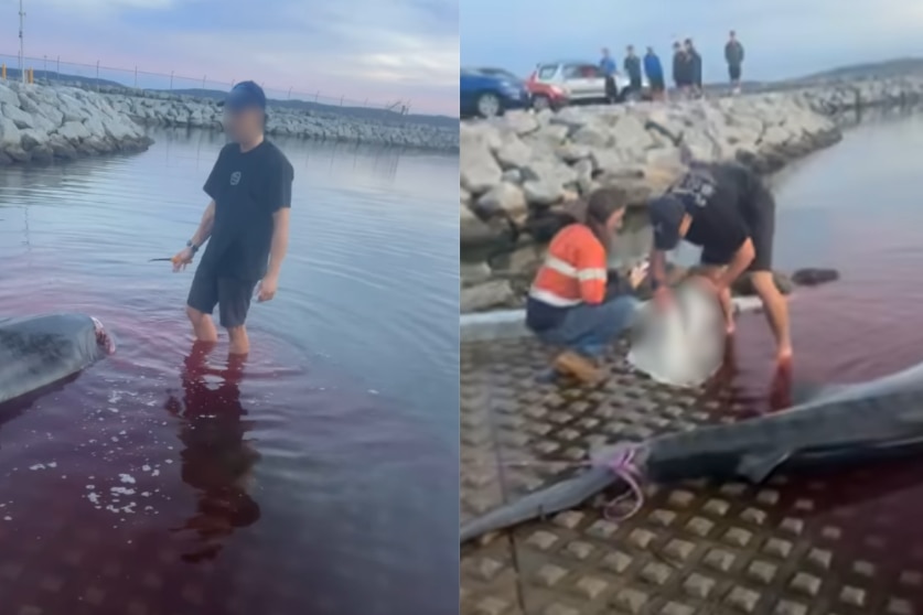 A split image showing a man standing in bloody seawater and others with the decapitated head of a shark on a boat ramp.