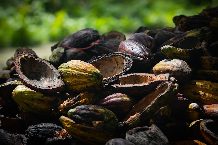 Discarded cocoa pods at a plantation in Bougainville's south near Buin.