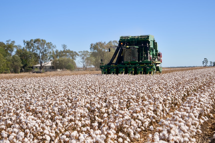 A harvester in a field of cotton plants.