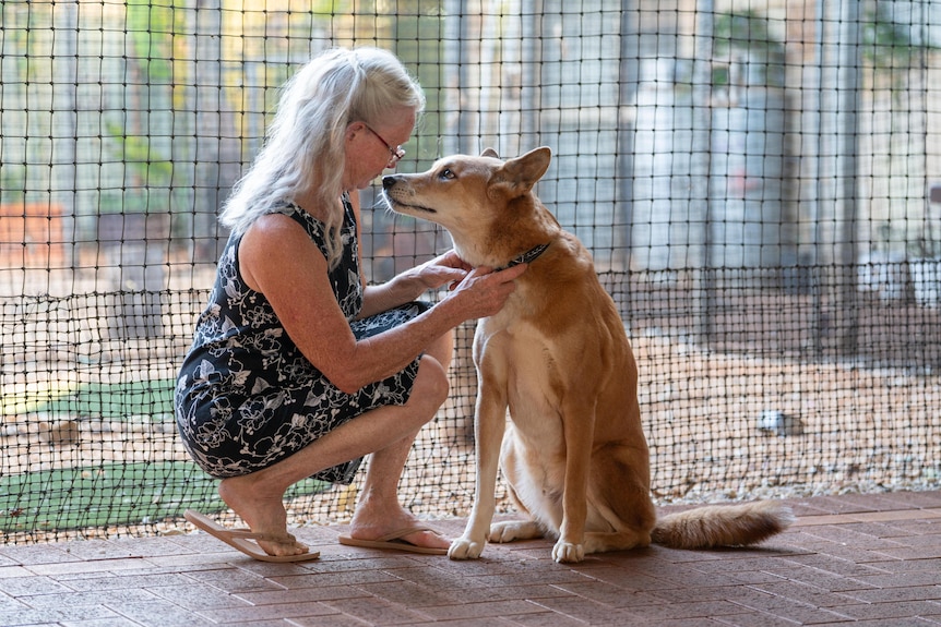 An older woman with long, silver hair wears a floral dress as she kneels to attach a collar to a sandy-coloured dog.