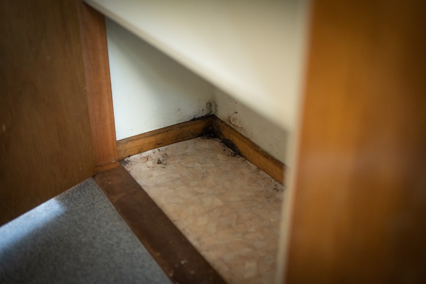 Mould in bottom corner of cupboard