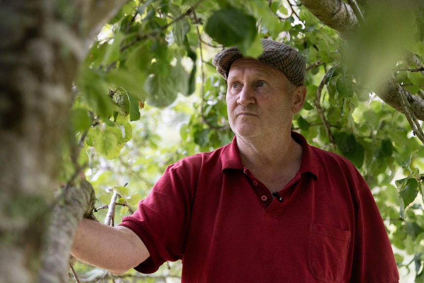 Gary wears a cap and maroon t-shirt and looks at apples trees.