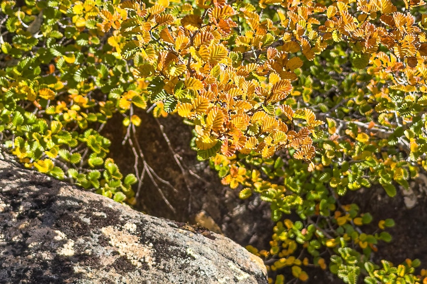 Yellow fagus leaves on a tree hang over a boulder.