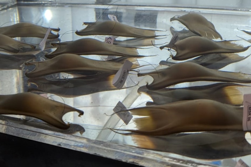 Three rows of Maugean skate eggs in a tank