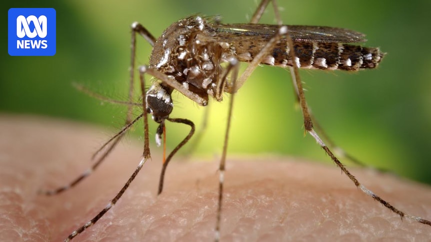 Two people die from Murray Valley encephalitis in Alice Springs, sparking NT health alert