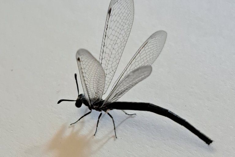 A dragonfly looking bug on a white surface