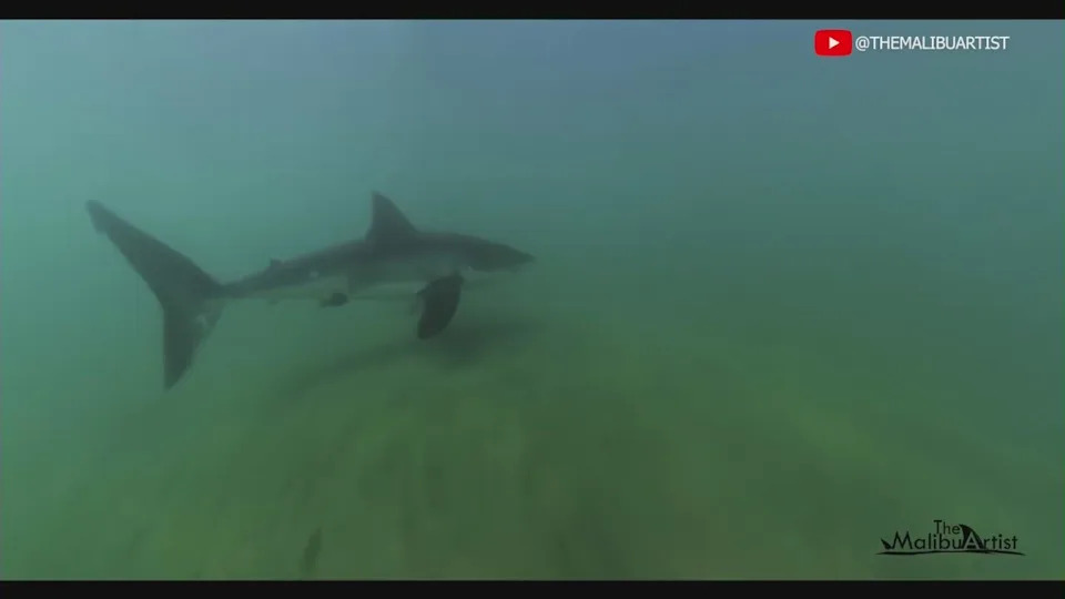 Great white bites camera