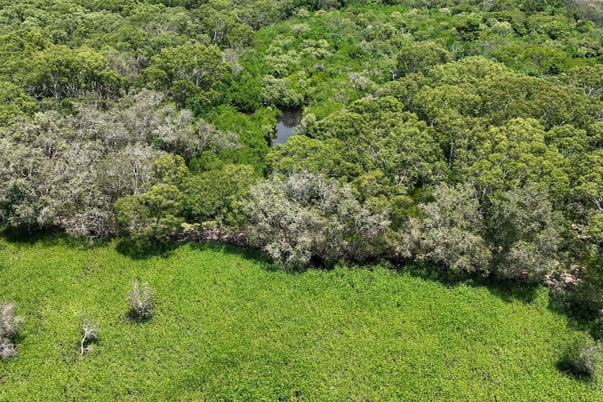 An aerial view of green grass meeting wetland forest in an abrupt line.
