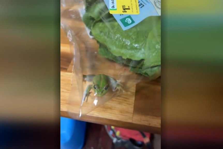 A frog inside a plastic bag with lettuce on a table