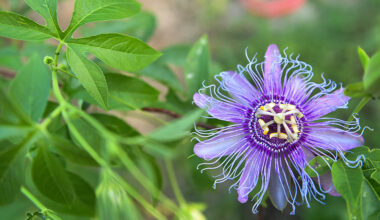 a closeup of a purple passionflower blossom