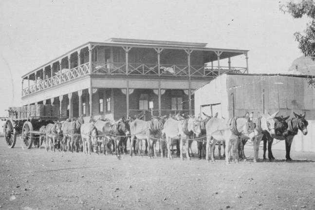 About 20 donkeys harnessed to a wagon outside a large hotel