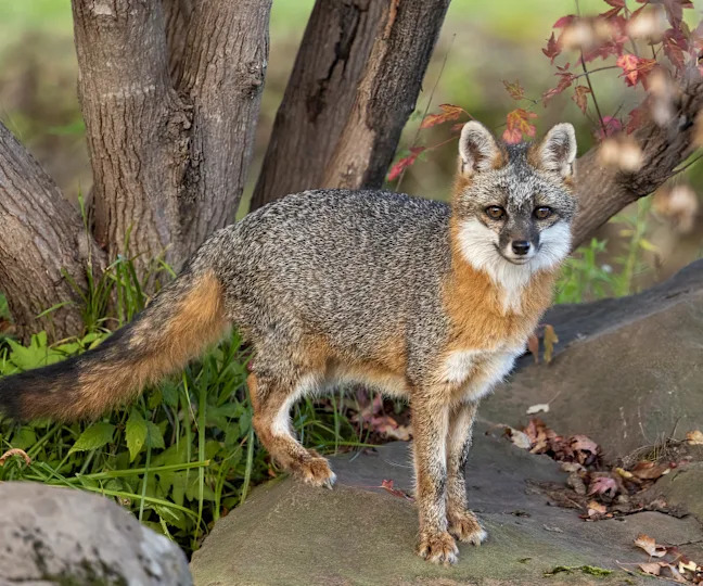 Gray Fox on rock taken in central MN under controlled conditions