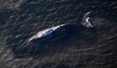 'Highly explosive' whale Timmy to be towed out to sea