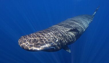 Rise in dolphin and whale sightings in Cyprus prompts increased protection measures