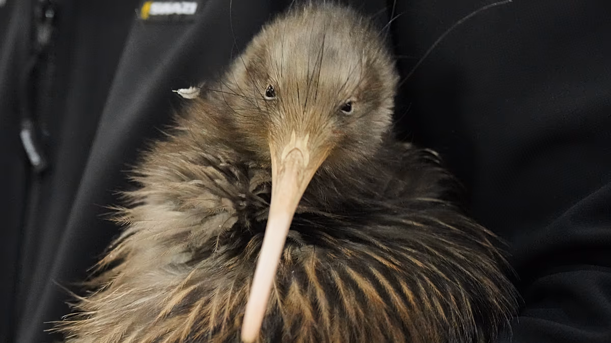 'This animal has given us a sense of identity’: Iconic kiwi birds return to New Zealand's capital