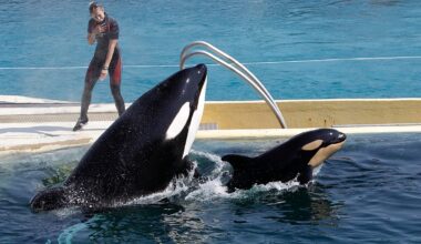 ‘Devastating’: Orca whales rescued from performing in France destined for Spanish zoo