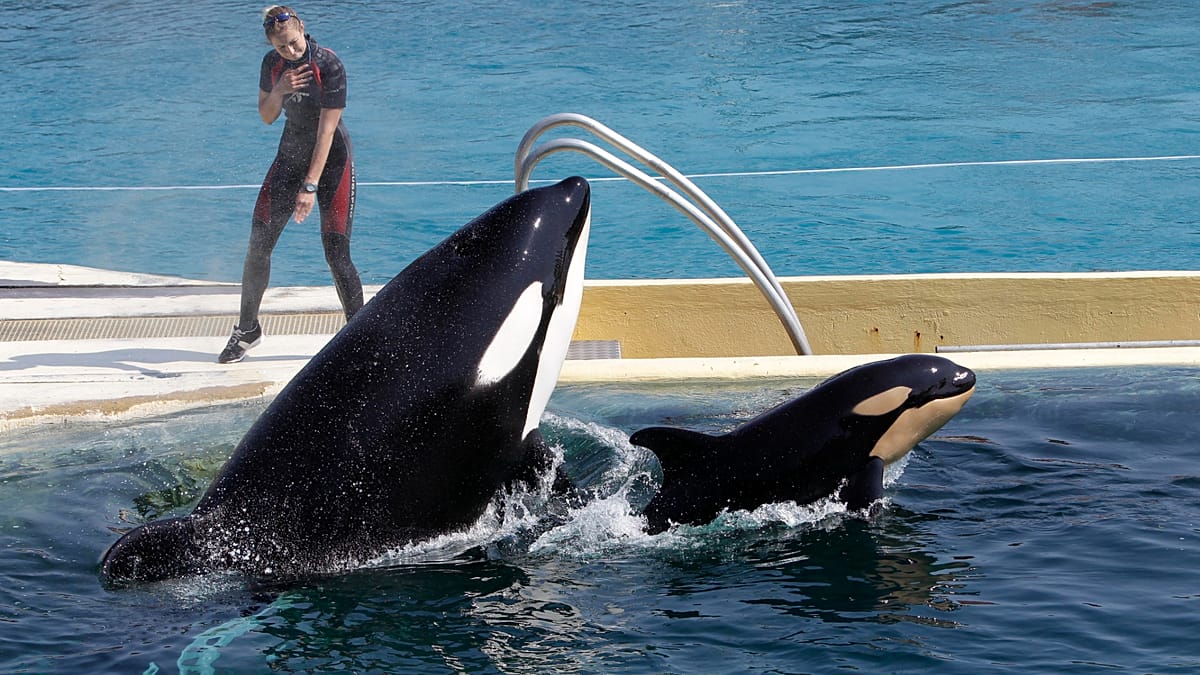 ‘Devastating’: Orca whales rescued from performing in France destined for Spanish zoo