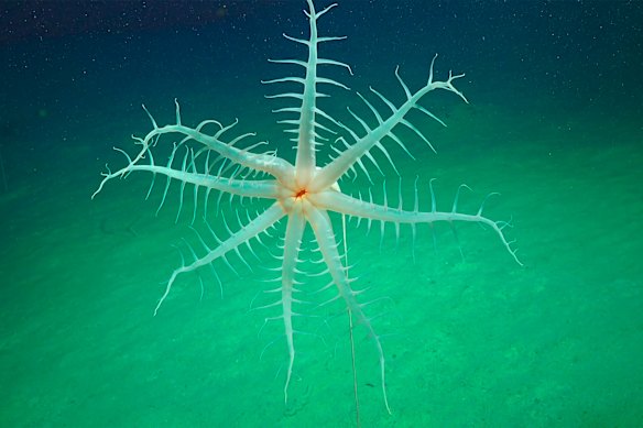 A brittle star captured by Curtin researchers at Ningaloo.
