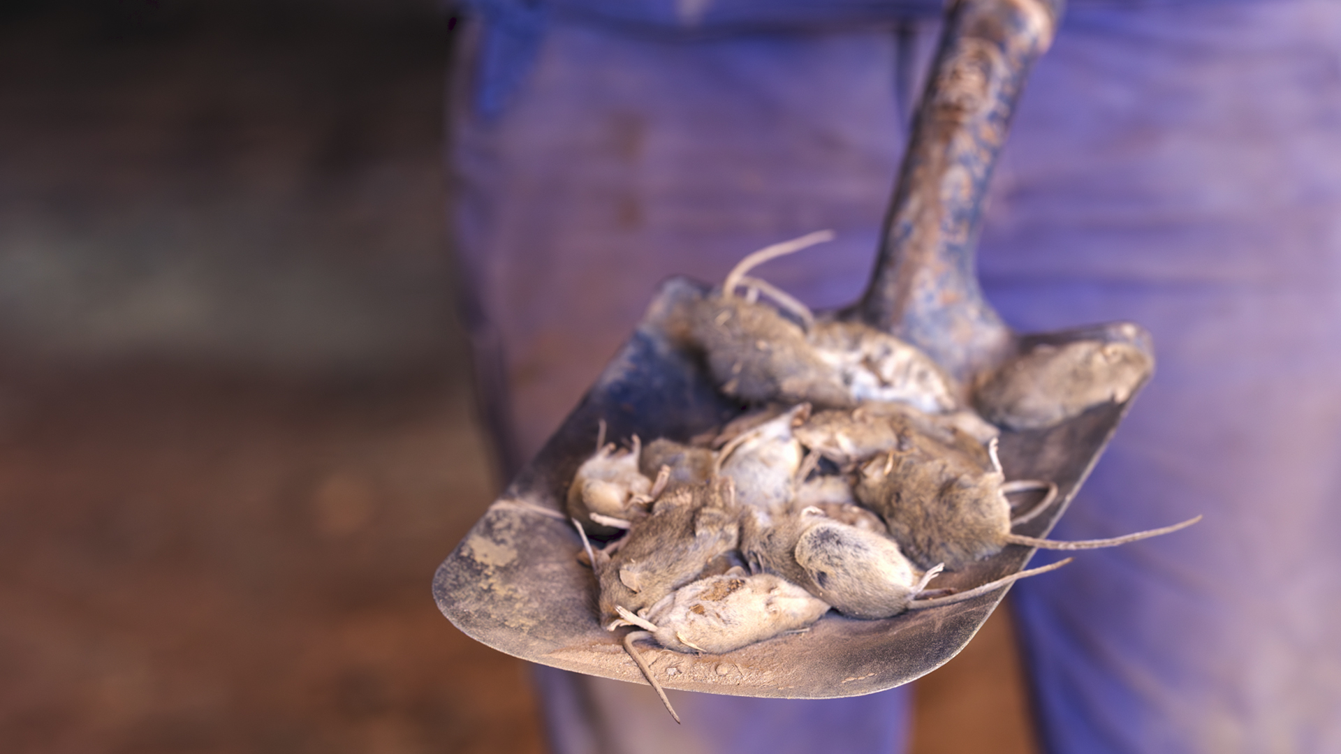 A close up of a dozen dead mice on a shovel, Robert is wearing blue pants in the background.