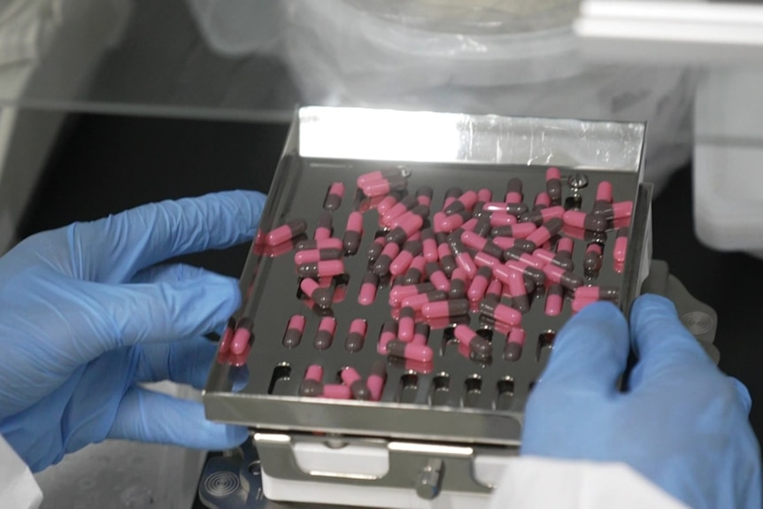 Gloved hands hold a silver tray with pink capsules on it