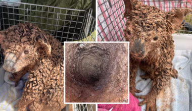Koalas rescued from 1.5m deep hole in building site near Brisbane