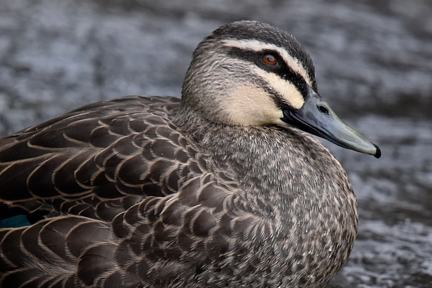Pacific black duck side profile image.