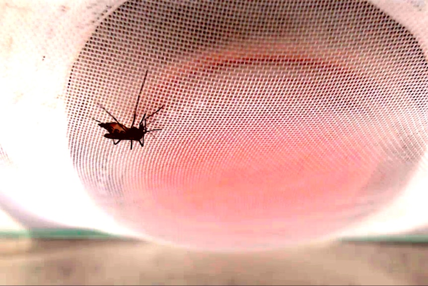Mosquito perched upside down on a reddish bag covered in white mesh.
