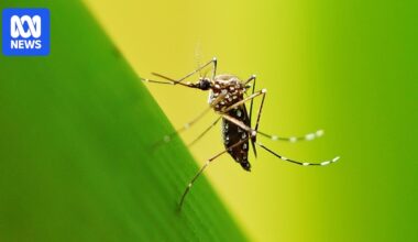Mosquitoes can learn to be attracted to the smell of repellent, study finds