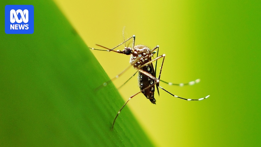 Mosquitoes can learn to be attracted to the smell of repellent, study finds
