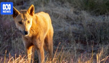 Parents worried after dingoes spotted near Dampier Primary School