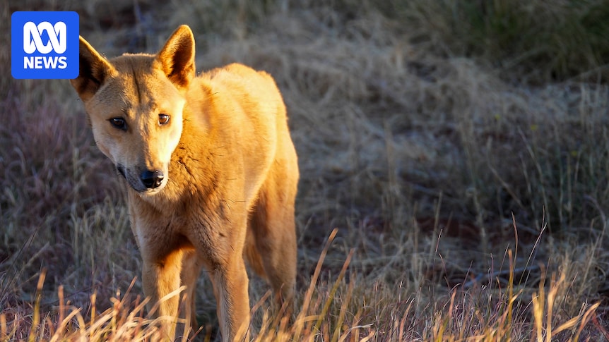 Parents worried after dingoes spotted near Dampier Primary School
