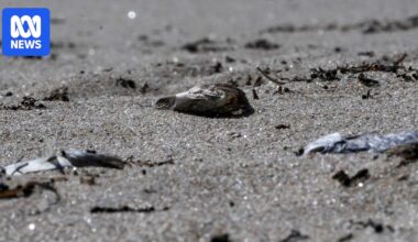 SA public servants asked to remove word 'harmful' from communications about SA algal bloom, FOI shows