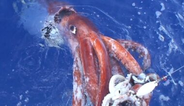 Giant squid among creatures of the deep hiding off WA’s Ningaloo Coast, research reveals