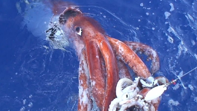Giant squid among creatures of the deep hiding off WA’s Ningaloo Coast, research reveals