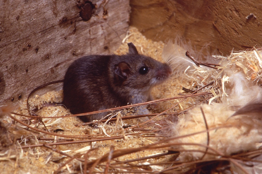 A deer mouse in a pile of sawdust, pine needles and white feathers.
