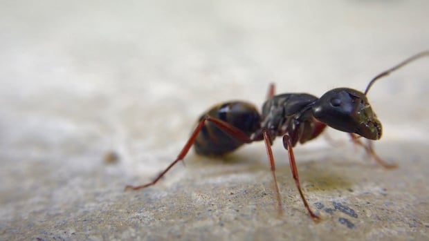 'Ant problem' forces indefinite suspension of surgeries at Carman hospital: Southern Health
