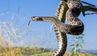 Colorado wildlife officials warn the public of rattlesnake encounters outdoors