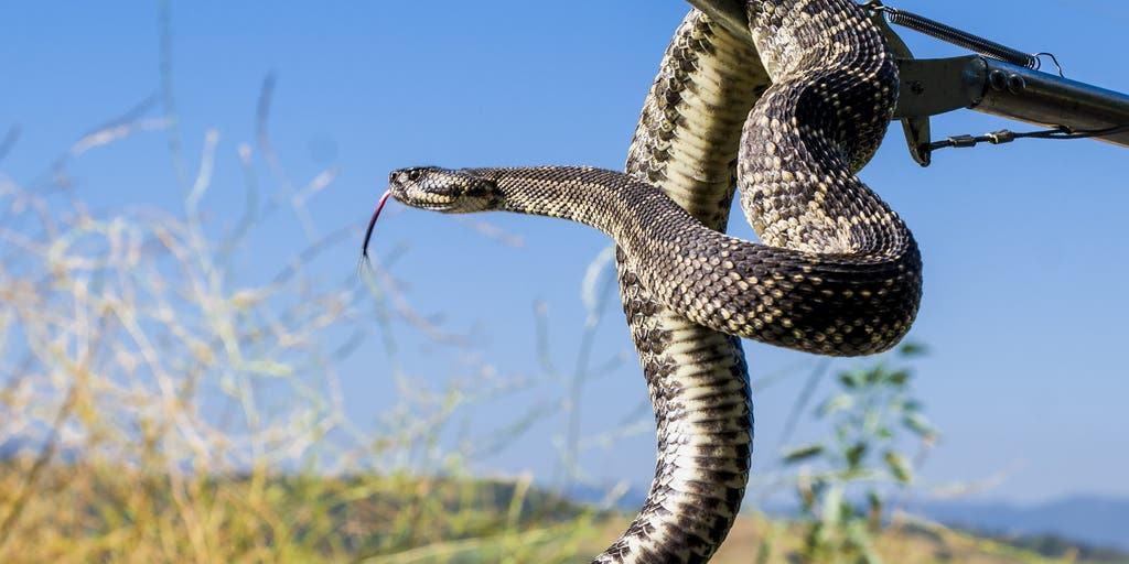 Colorado wildlife officials warn the public of rattlesnake encounters outdoors