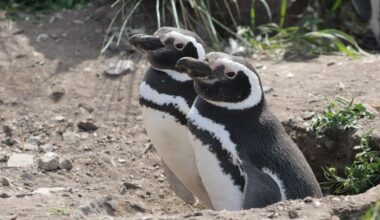 Penguins are helping scientists track ‘forever chemicals’ in Patagonia