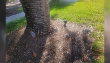 Woman Calls For Help When She Spots 3 Puffballs Under A Palm Tree In Her Yard