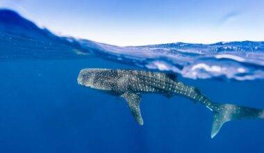 Do Drones Disturb Whale Sharks? New Study Offers Surprising Answer.
