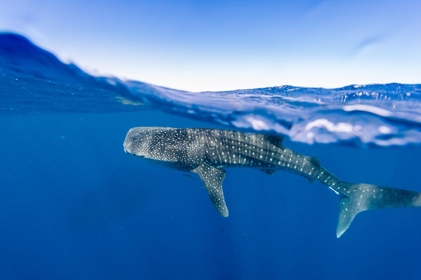 Do Drones Disturb Whale Sharks? New Study Offers Surprising Answer.