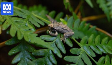 Hope for endangered Watson's tree frog as tadpoles released into wild
