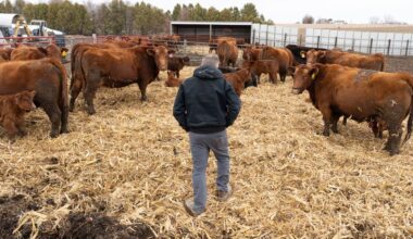 Trump to Sign Orders Monday Aimed at Lowering Beef Prices