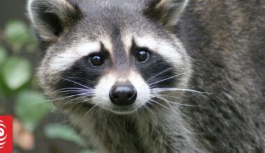 Conspiracy theories: do 300,000 Kiwis really believe Canada is building an army of mutant super‑raccoons?