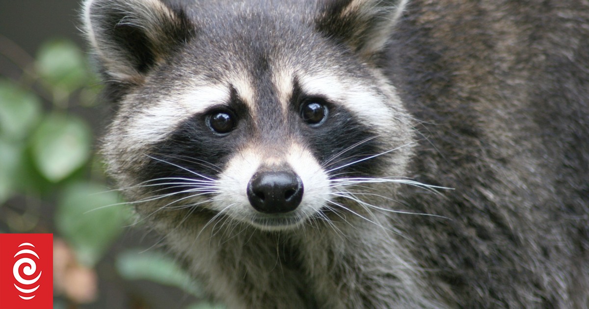 Conspiracy theories: do 300,000 Kiwis really believe Canada is building an army of mutant super‑raccoons?