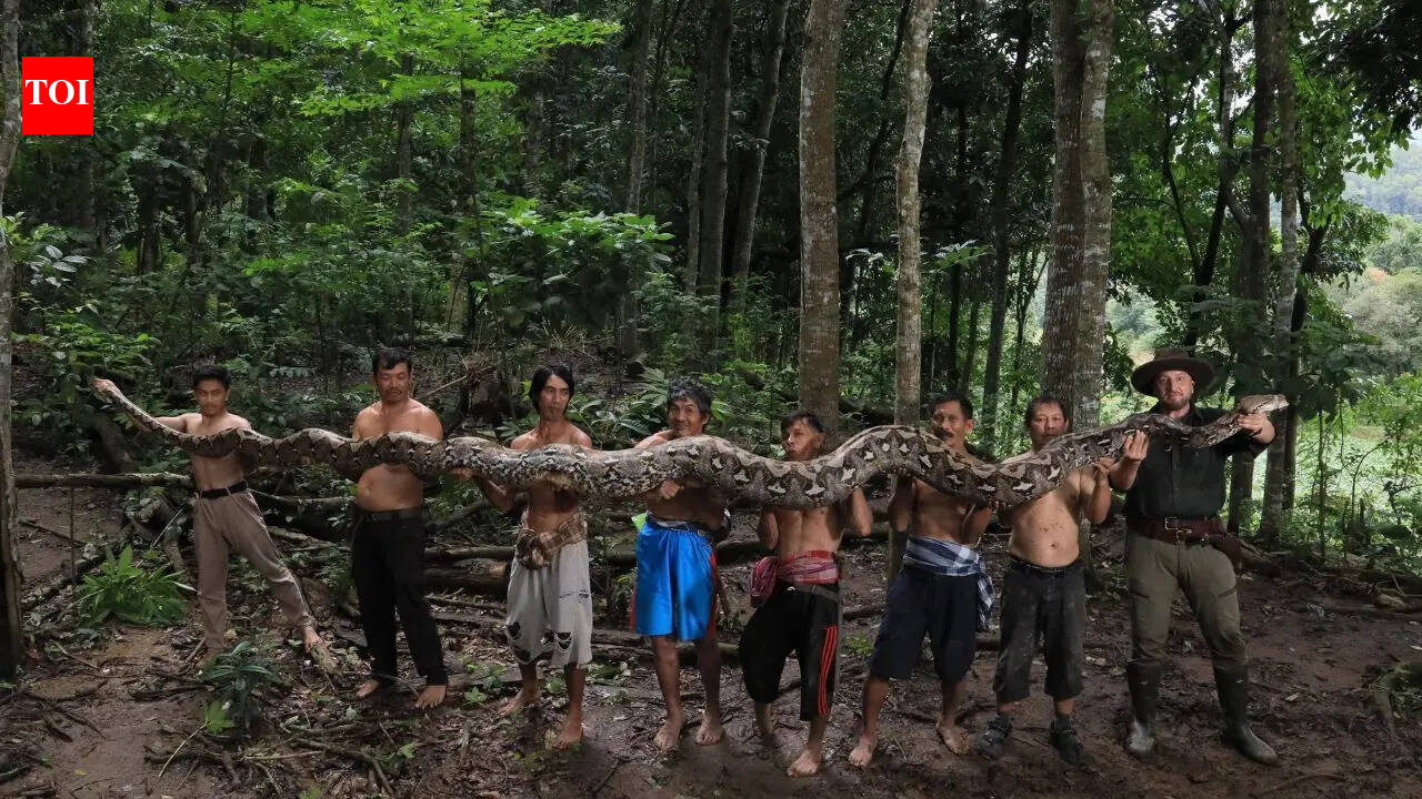 World’s longest wild snake in Indonesia: The 23-foot ‘Baroness’ that stunned scientists and raised conservation concerns | World News