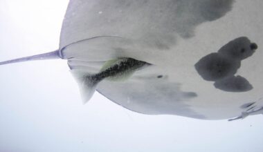Remoras Are Diving Into Manta Ray “Buttholes.” Really.