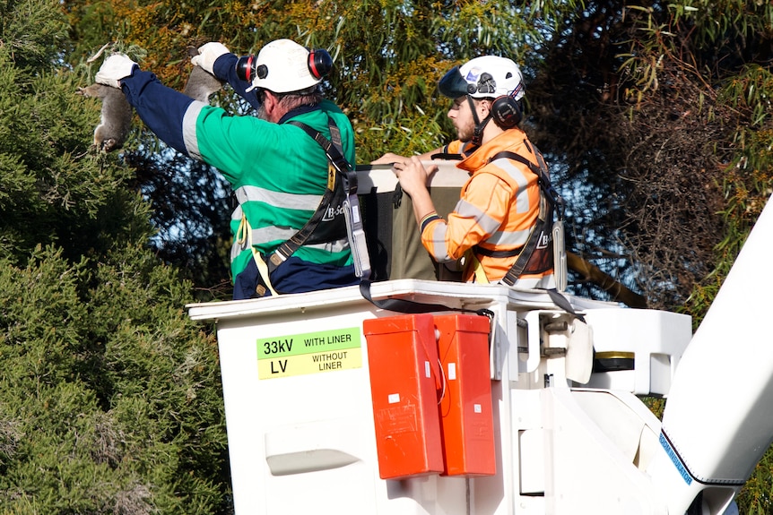 A man is holding two possums by the scruffs of their neck as he removes them from a tree.