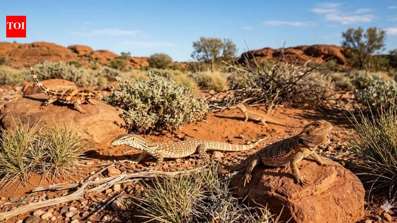 Australia Lizard Population: Why Australia became home to one of the world’s largest lizard populations | World News